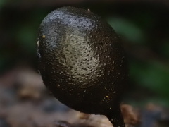 Xylaria obovata