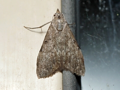 Nola pleurosema