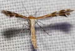 Stangeia xerodes