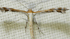 Stangeia xerodes