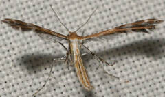 Stangeia xerodes