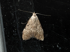 Nola pleurosema