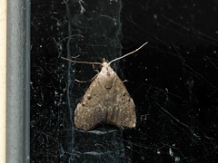 Nola pleurosema