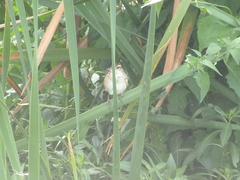 Phleocryptes melanops