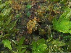 Sminthurinus henshawi