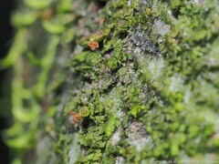Frullania virginica