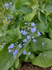 Brunnera sibirica