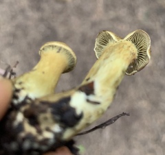 Cortinarius thiersii