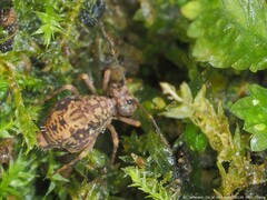 Ptenothrix renateae