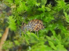 Ptenothrix marmorata