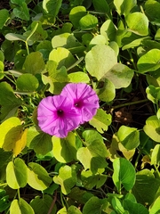 Ipomoea asarifolia