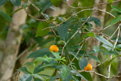 Rauvolfia