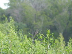 Sporophila caerulescens