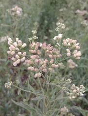 Baccharis punctulata