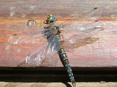 Rhionaeschna diffinis