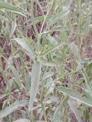 Baccharis punctulata