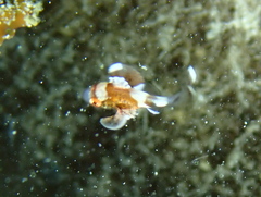 Plectorhinchus chaetodonoides