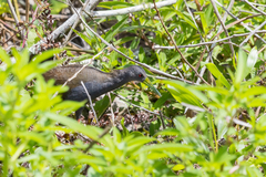 Pardirallus nigricans