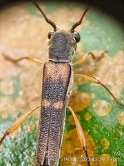Thranius bimaculatus
