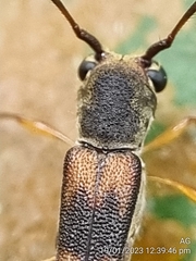 Thranius bimaculatus