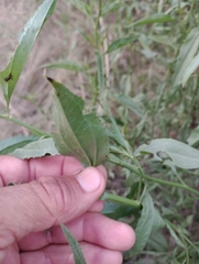 Baccharis punctulata