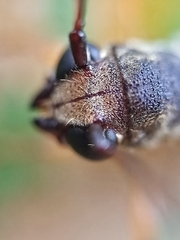 Thranius bimaculatus