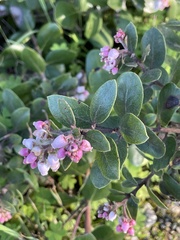 Arctostaphylos tomentosa