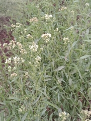 Baccharis punctulata