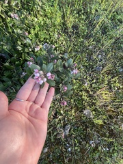 Arctostaphylos tomentosa