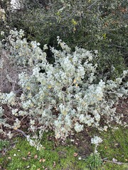 Malacothamnus niveus