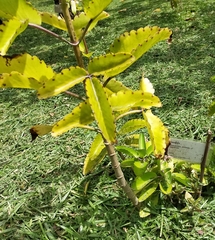 Kalanchoe pinnata