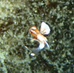 Plectorhinchus chaetodonoides