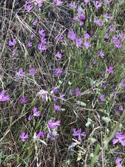 Clarkia biloba