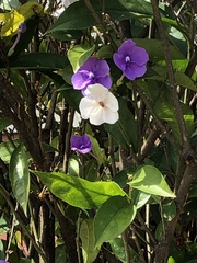 Brunfelsia pauciflora