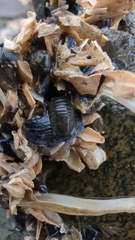 Gnorimosphaeroma oregonense