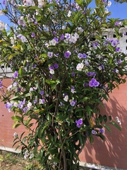 Brunfelsia pauciflora