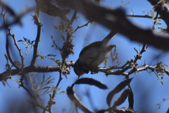 Polioptila