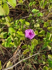 Ipomoea asarifolia