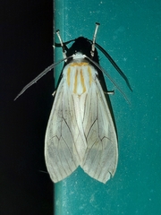 Amastus aconia