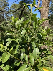 Acronychia oblongifolia