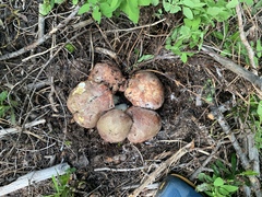 Boletus rex-veris