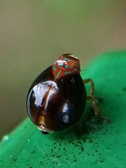 Hemisphaerius