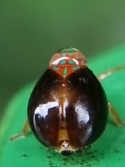 Hemisphaerius