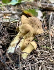 Cortinarius thiersii