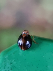 Hemisphaerius