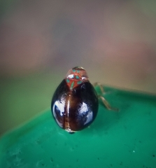 Hemisphaerius