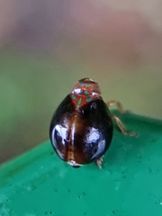 Hemisphaerius