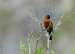 Diglossa brunneiventris