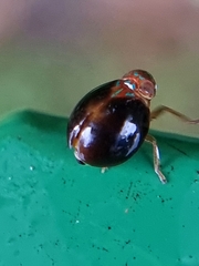 Hemisphaerius