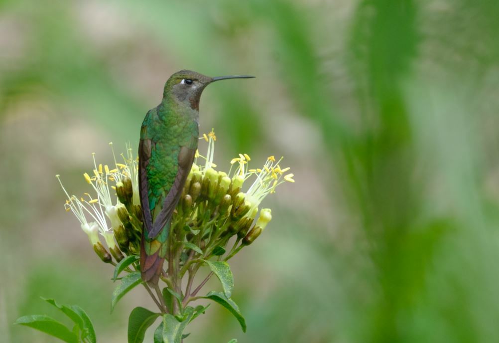 Bronze-tailed Comet (Polyonymus caroli), photo 4